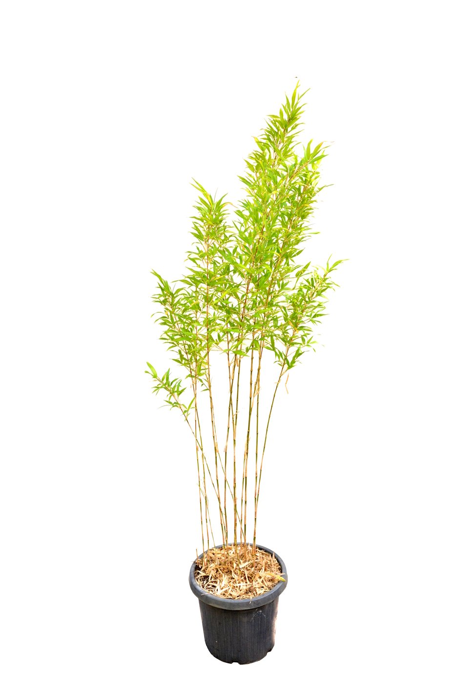 Chimonobambusa marmorea (Marbled Bamboo)